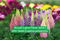 Russell Lupine Flower Seeds – 200+ Colorful Perennial Wildflower Seeds for Pollinator Gardens, Borders & Meadows – Lupinus polyphyllus
