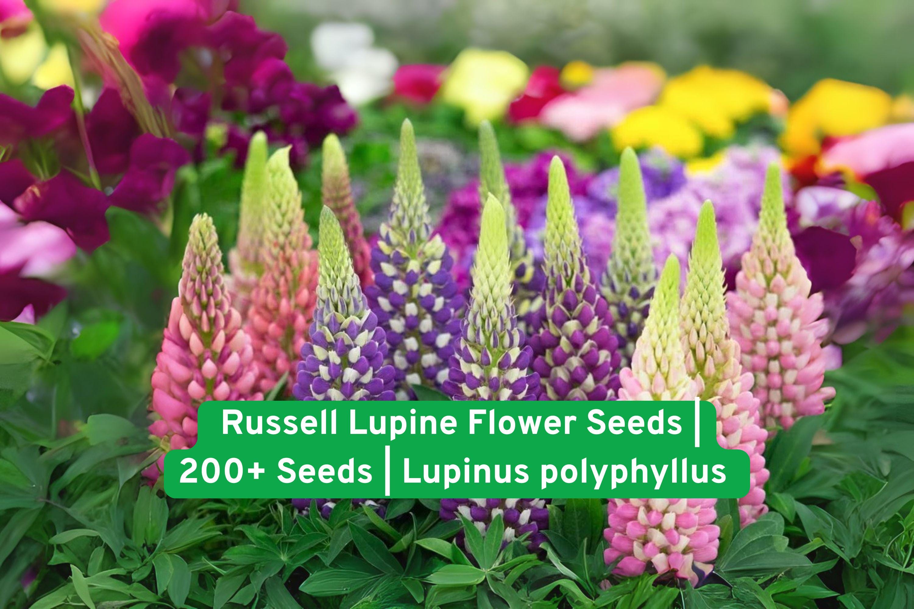 Russell Lupine Flower Seeds – 200+ Colorful Perennial Wildflower Seeds for Pollinator Gardens, Borders & Meadows – Lupinus polyphyllus