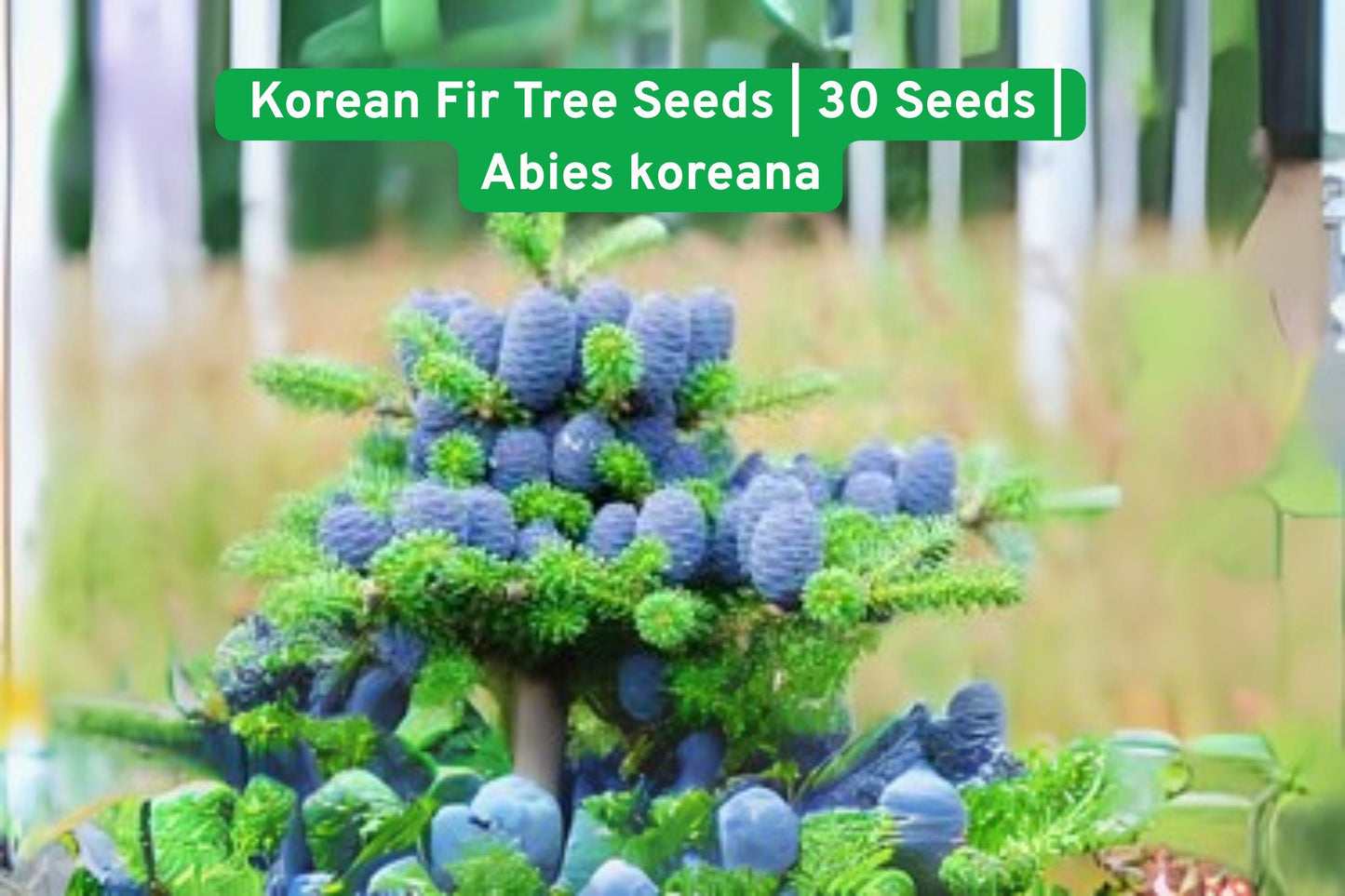 Korean Fir Tree Seeds | Abies koreana with Blue Cones | Evergreen Landscape Plant | 30 Seeds
