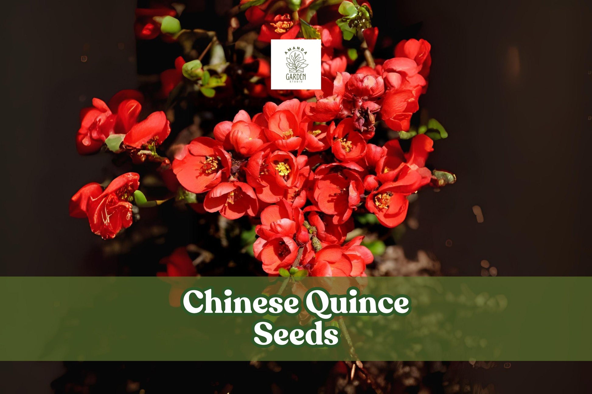 Chinese Quince Seeds – 20 Pack – Ornamental Flowering Fruit Tree – Chaenomeles sinensis Non-GMO Garden Seeds