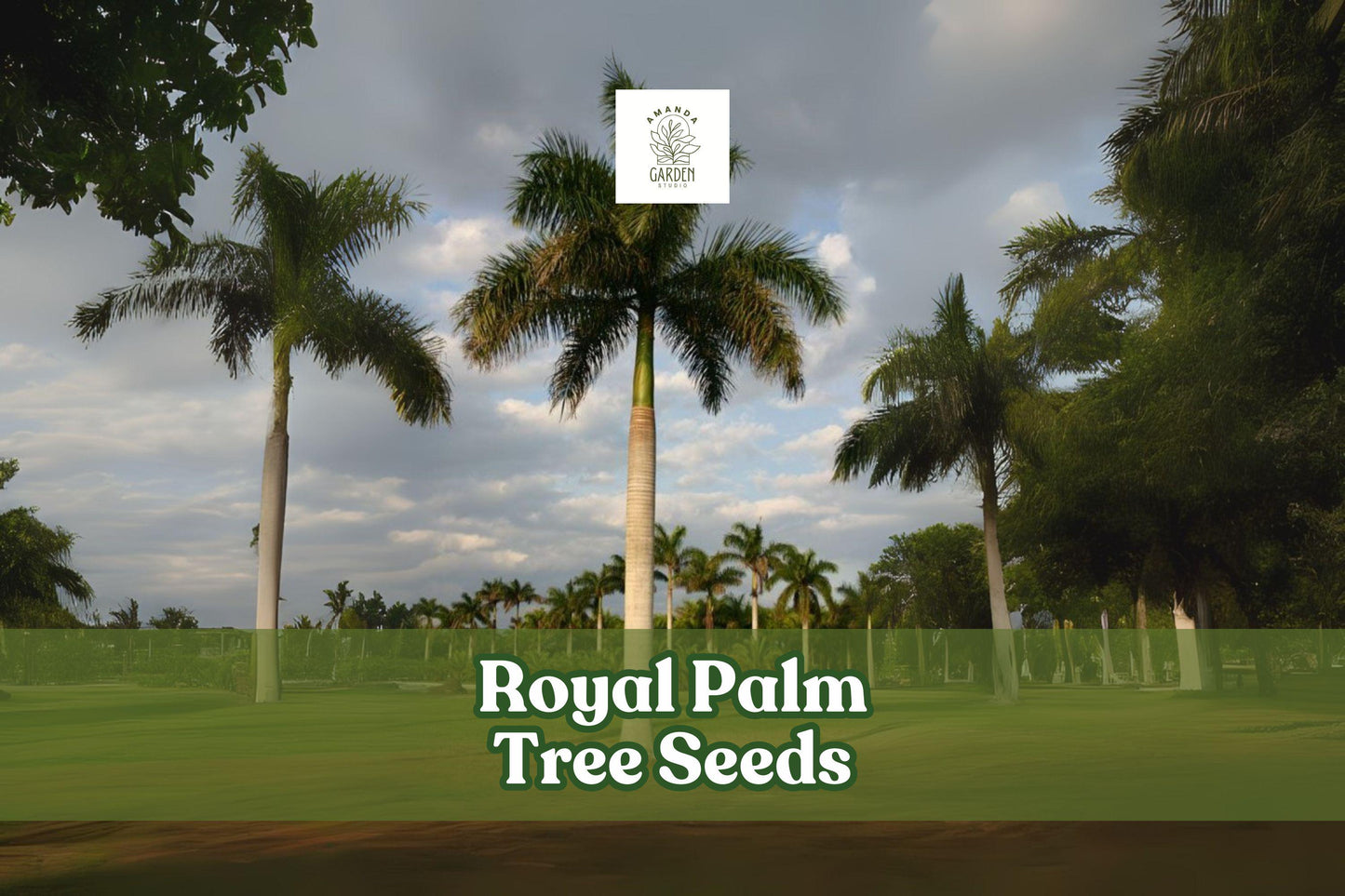 Royal Palm Tree Seeds – Roystonea regia – Tropical Landscaping, Ornamental, Evergreen, Non-GMO