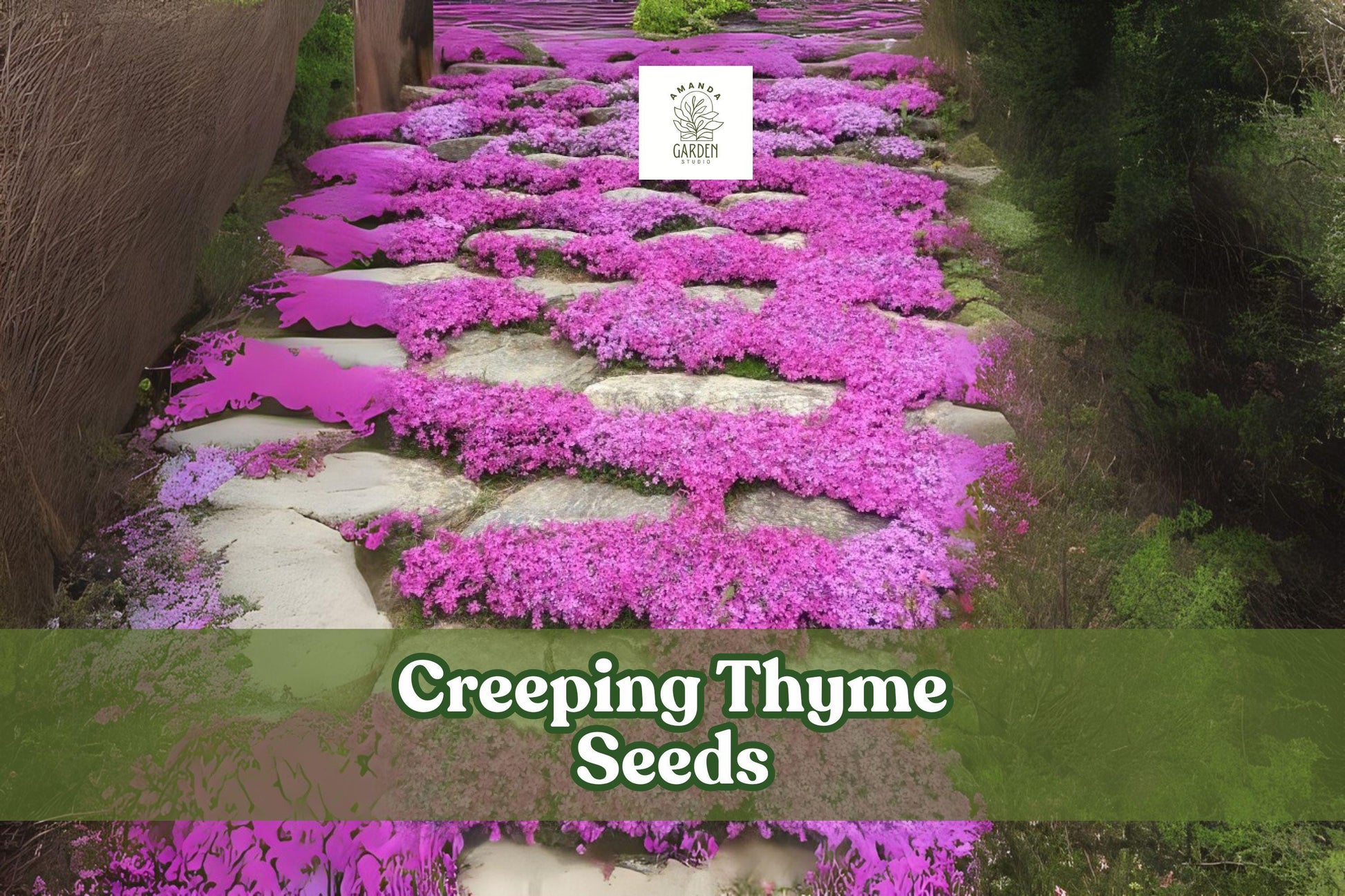 500 Creeping Thyme Seeds – Magic Carpet Ground Cover, Perennial Herb, Drought-Tolerant, Purple-Pink Blooms, Lawn Alternative, Thymus serpyllum