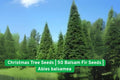 Balsam Fir Christmas Tree Seeds – Abies balsamea – Evergreen, Fragrant, Grow Your Own Holiday Tree, 50 Seeds