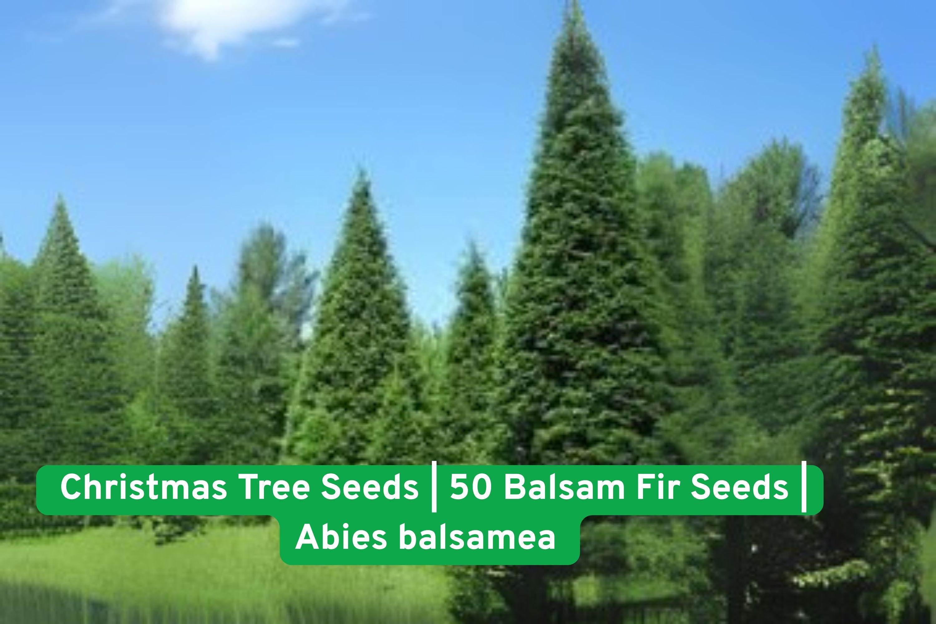 Balsam Fir Christmas Tree Seeds – Abies balsamea – Evergreen, Fragrant, Grow Your Own Holiday Tree, 50 Seeds