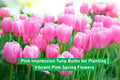 Pink Impression Tulip Bulbs, Spring Flowering Bulbs, Bright Pink Tulips for Gardens and Landscaping
