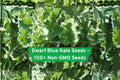 Dwarf Blue Kale Seeds – Non-GMO, Curled Leaves, Cold-Tolerant Brassica oleracea var. sabellica, 100+ Seeds