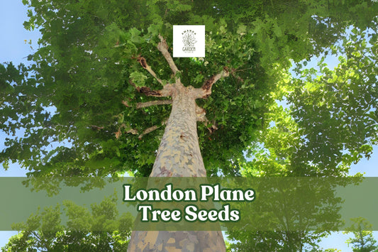 London Plane Tree Seeds – 50 Pack – Platanus acerifolia – Hardy Shade Tree with Mottled Bark and Large Leaves