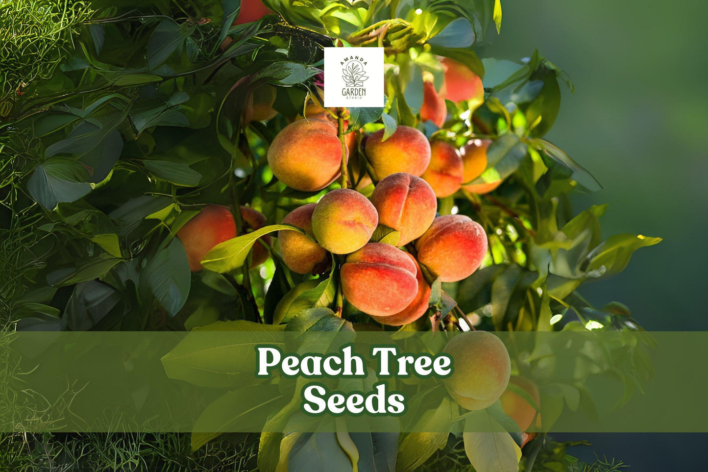 Peach Tree Seeds – Prunus persica – Fruit Bearing or Bonsai Starter Pack with Pink Blossoms