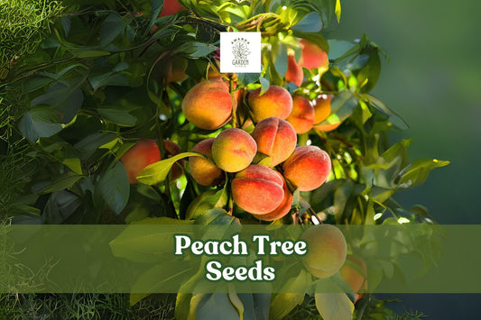 Peach Tree Seeds – Prunus persica – Fruit Bearing or Bonsai Starter Pack with Pink Blossoms