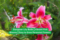 Stargazer Lily Bulbs | Vibrant Pink Flowers | Perennial Garden Flowers | Lilium ‘Stargazer’
