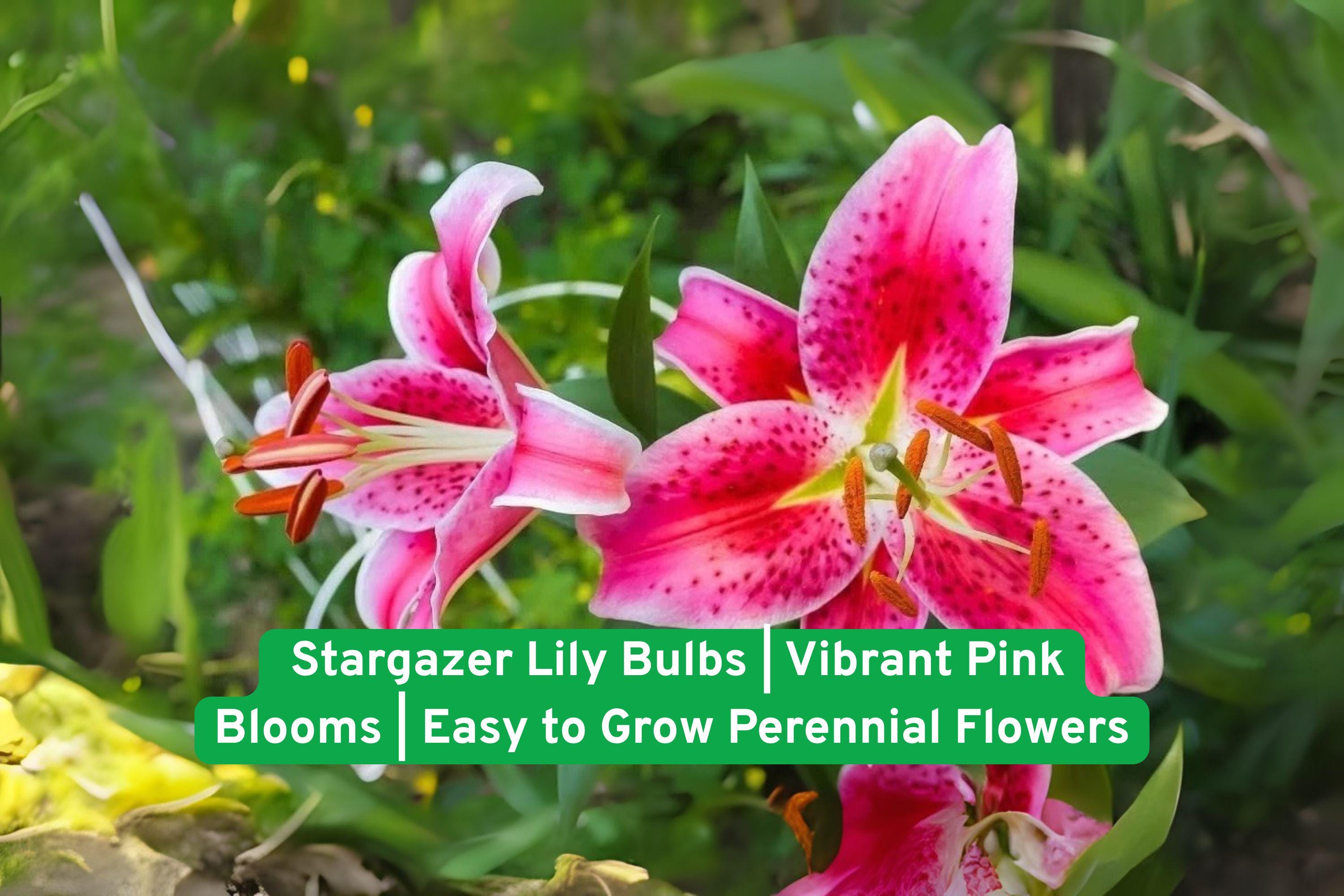 Stargazer Lily Bulbs | Vibrant Pink Flowers | Perennial Garden Flowers | Lilium ‘Stargazer’