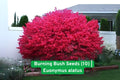 Burning Bush Seeds Euonymus alatus - Bright Red Fall Foliage - Ornamental Shrub for Landscaping & Hedges