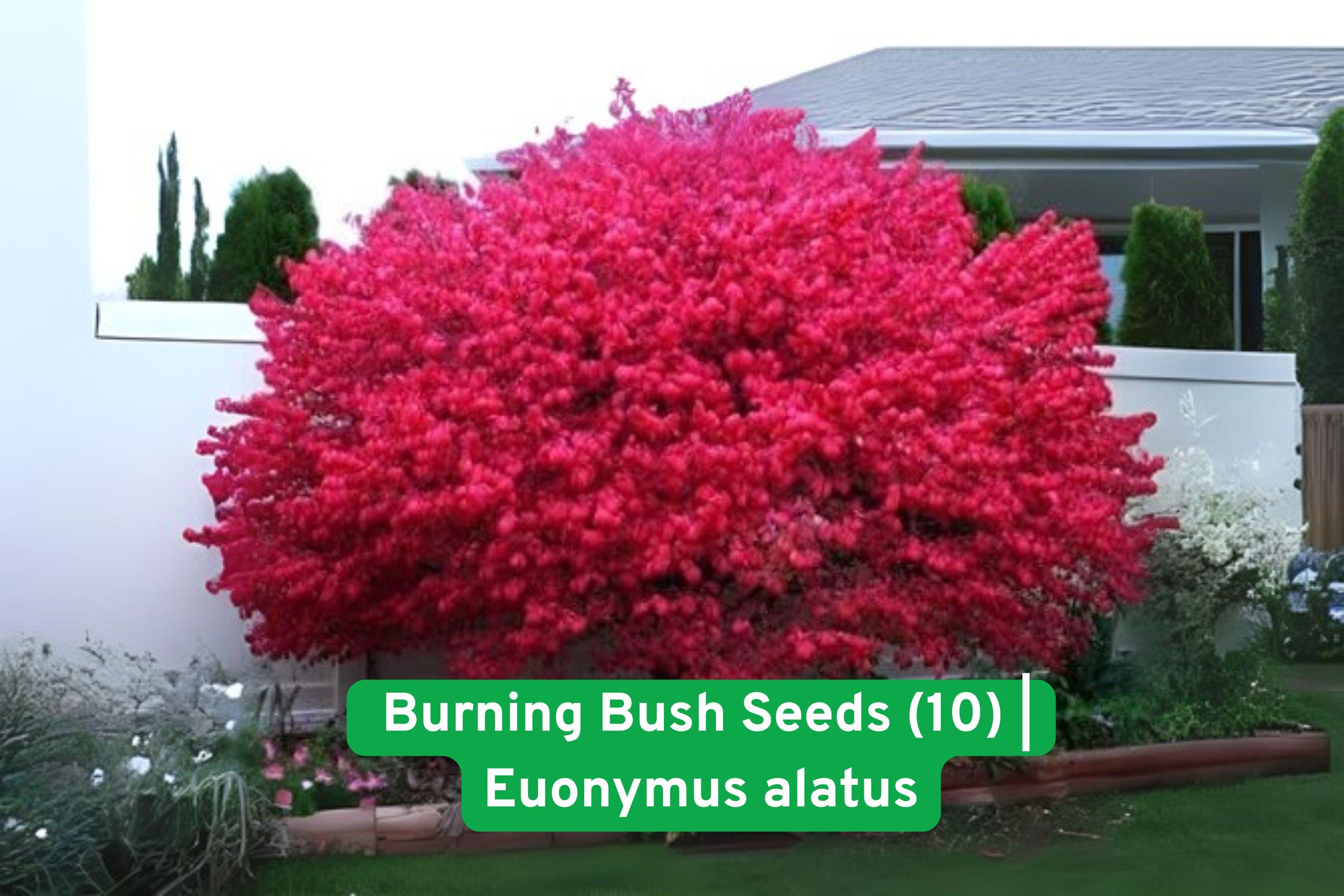Burning Bush Seeds Euonymus alatus - Bright Red Fall Foliage - Ornamental Shrub for Landscaping & Hedges