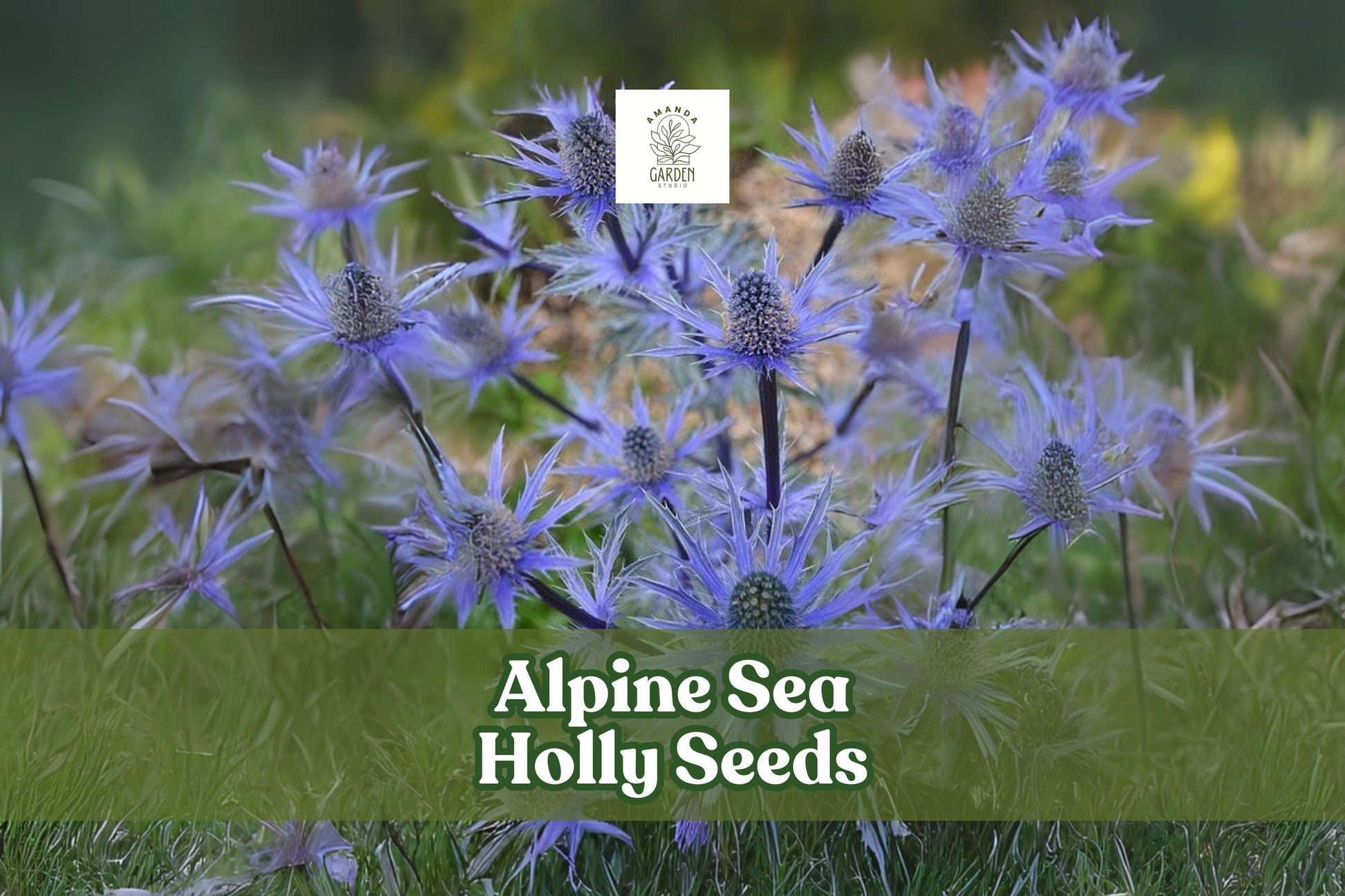 Alpine Sea Holly Seeds - Eryngium alpinum, Exotic Perennial with Blue Spiky Blooms for Pollinator Gardens