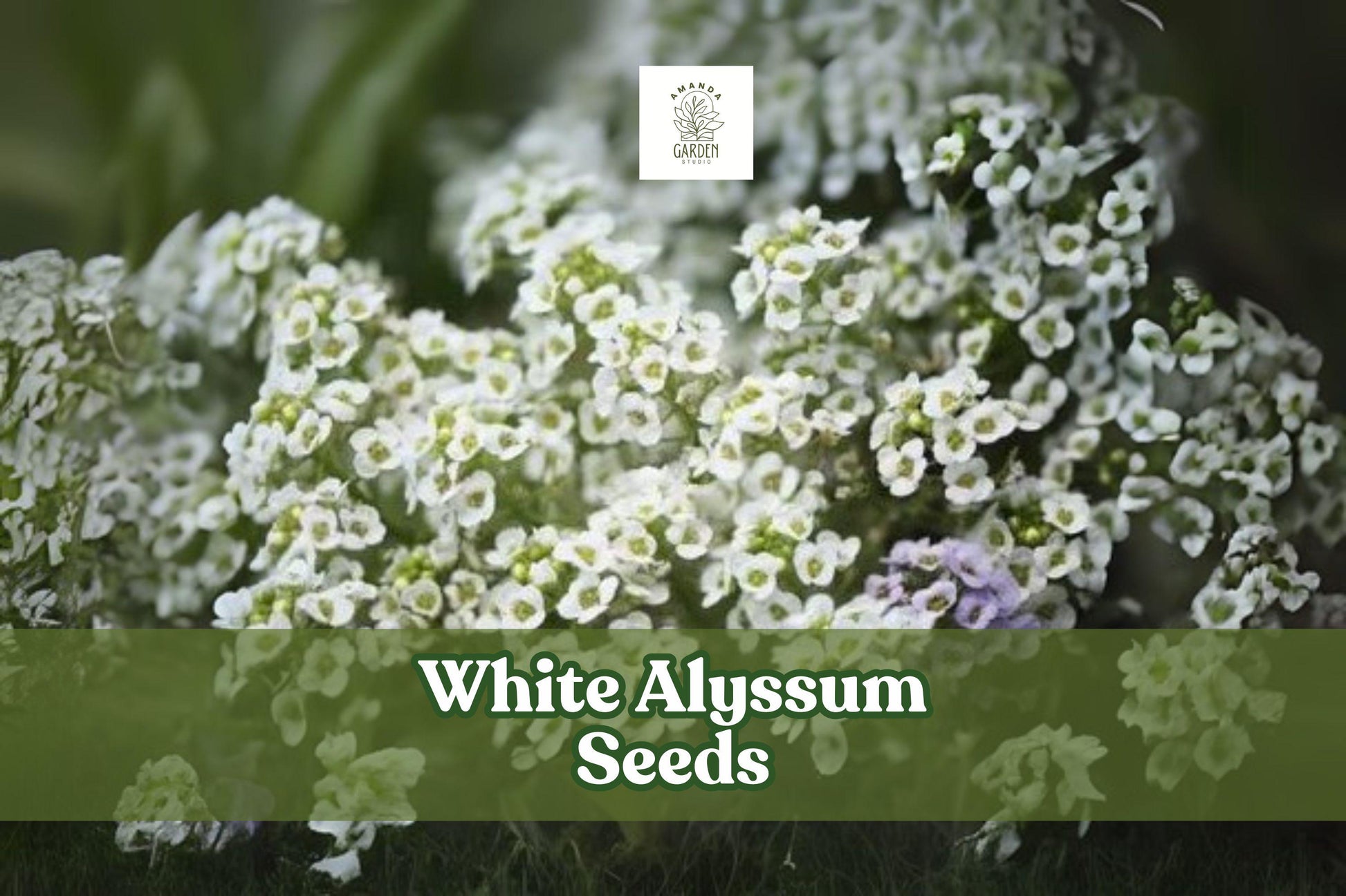 White Alyssum Seeds – Fragrant Carpet of Snow Ground Cover, Lobularia maritima, Easy to Grow Annual
