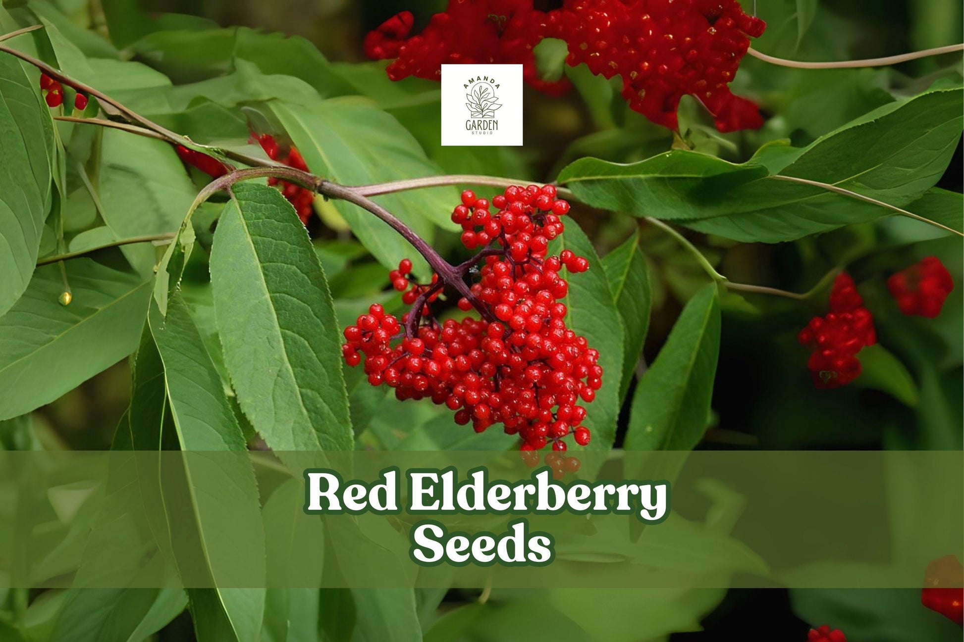 Red Elderberry Seeds – Ornamental Shrub, Wildlife Garden, Sambucus racemosa, 50 Viable Seeds
