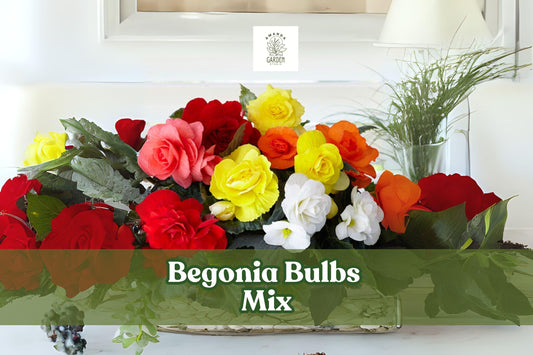 Mixed Begonia Bulbs – Colorful Summer Flowering Bulb Mix for Shade Gardens and Containers