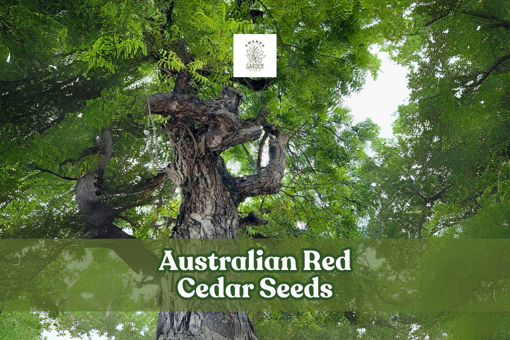 Australian Red Cedar Seeds – Toona ciliata – Fast-Growing Timber & Ornamental Shade Tree – 5 Seeds