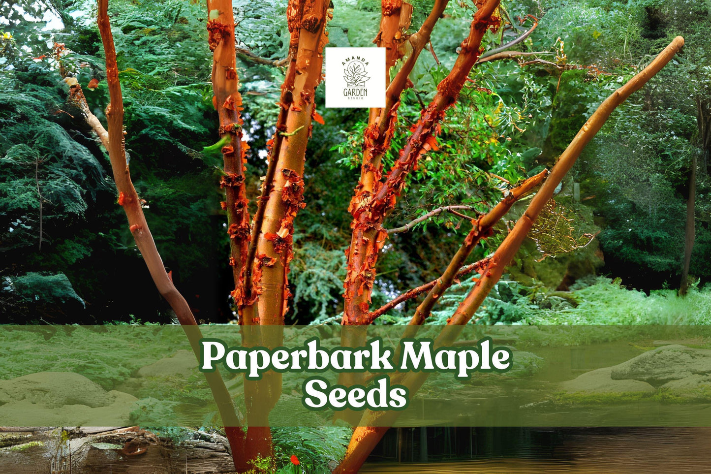 Paperbark Maple Seeds Acer griseum, Cinnamon Bark Tree, Ornamental Deciduous Small Tree, Zones 5-8