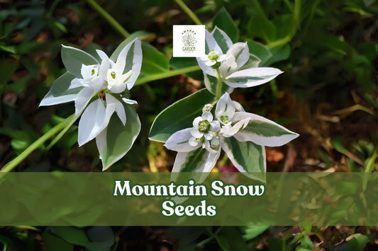 Mountain Snow Seeds 50+ | Euphorbia marginata | White-Edged Bracts | Ornamental Annual for Borders & Cut Flowers