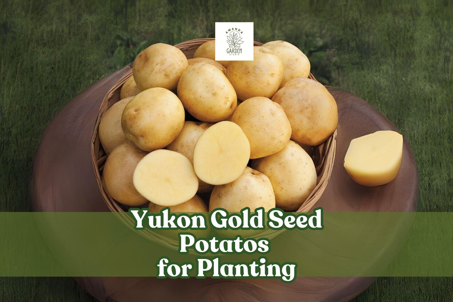 Yukon Gold Seed Potatoes – Early Harvest, High-Yield, Solanum tuberosum, Gardening Tubers for Mashing, Roasting, Baking