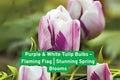 Flaming Flag Tulip Bulbs – Purple & White Spring Blooms, Tulipa, Fall Planting, Hardy in Zones 3–8, Easy to Grow, Garden, Borders, Containers