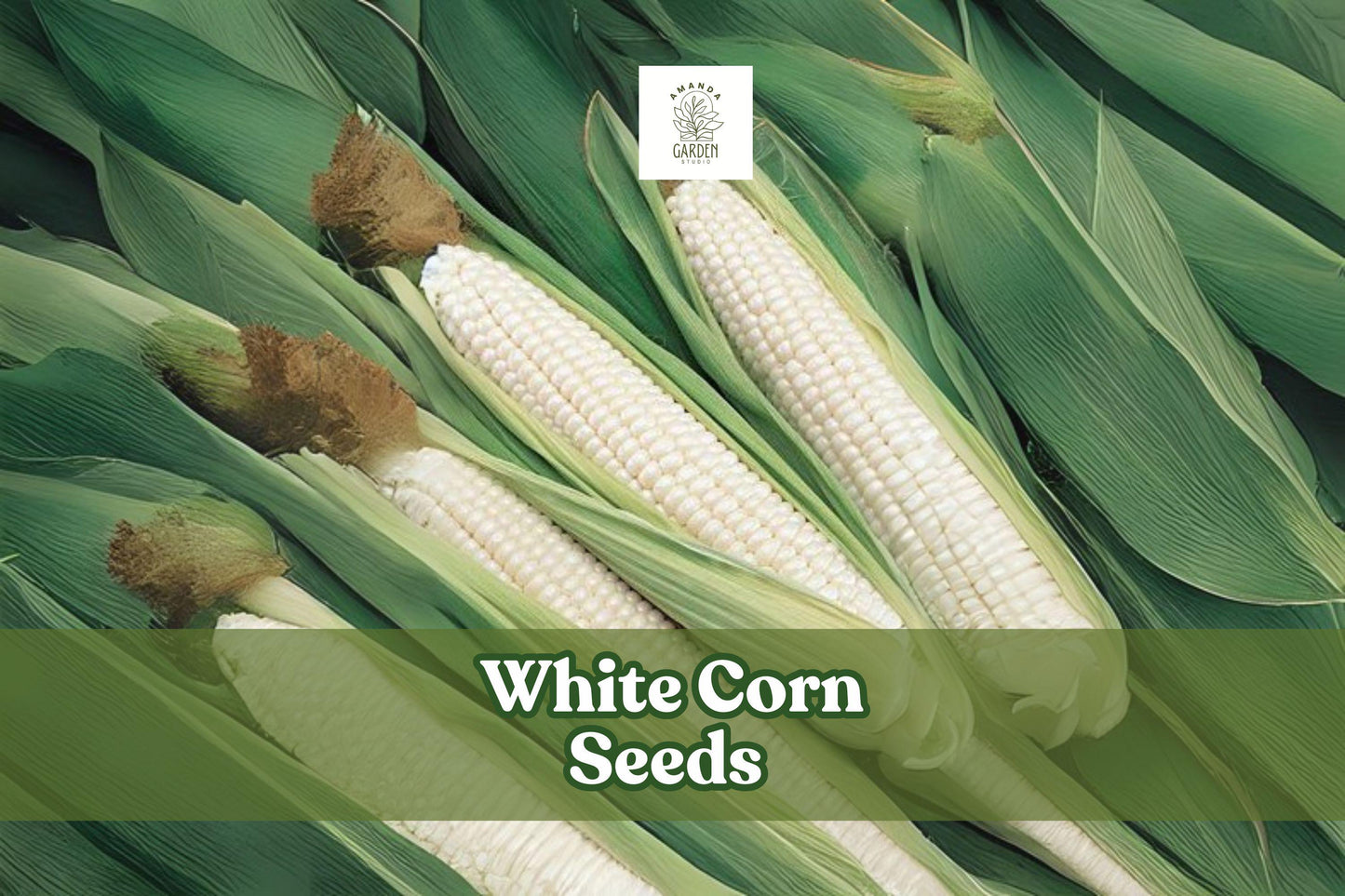 White Corn Seeds for Planting – Zea mays, Garden Corn Variety, 75 Seeds for Home Gardens & Small Plots