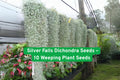 Silver Falls Dichondra Seeds – Drought-Tolerant Ground Cover & Hanging Basket Plant – Dichondra argentea, Silver Gray Foliage, 10 Seeds
