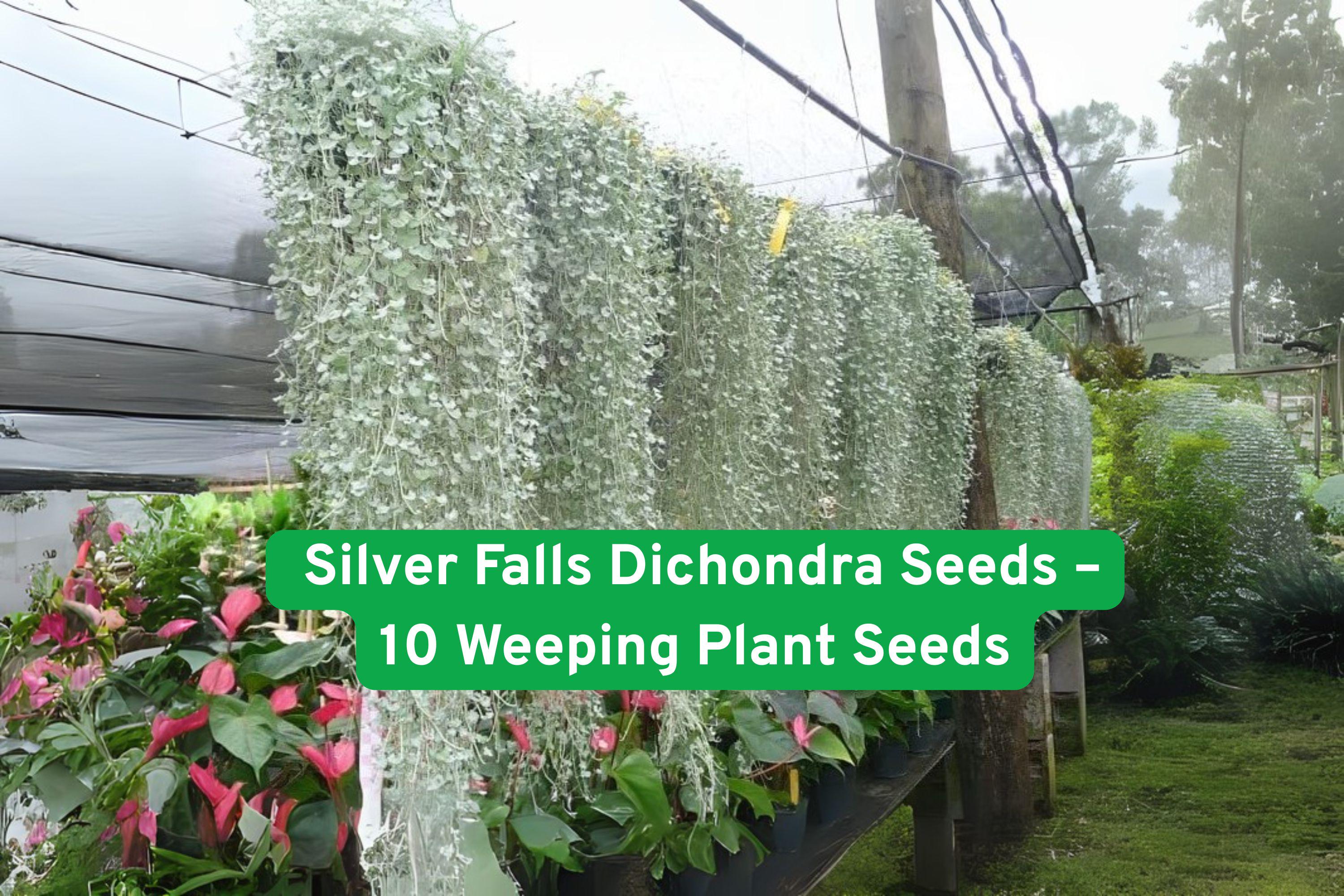 Silver Falls Dichondra Seeds – Drought-Tolerant Ground Cover & Hanging Basket Plant – Dichondra argentea, Silver Gray Foliage, 10 Seeds