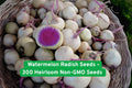 Watermelon Radish Seeds, Heirloom Non-GMO, 300 Seeds, Raphanus sativus, Pink Center, Crisp Flavor, Easy to Grow