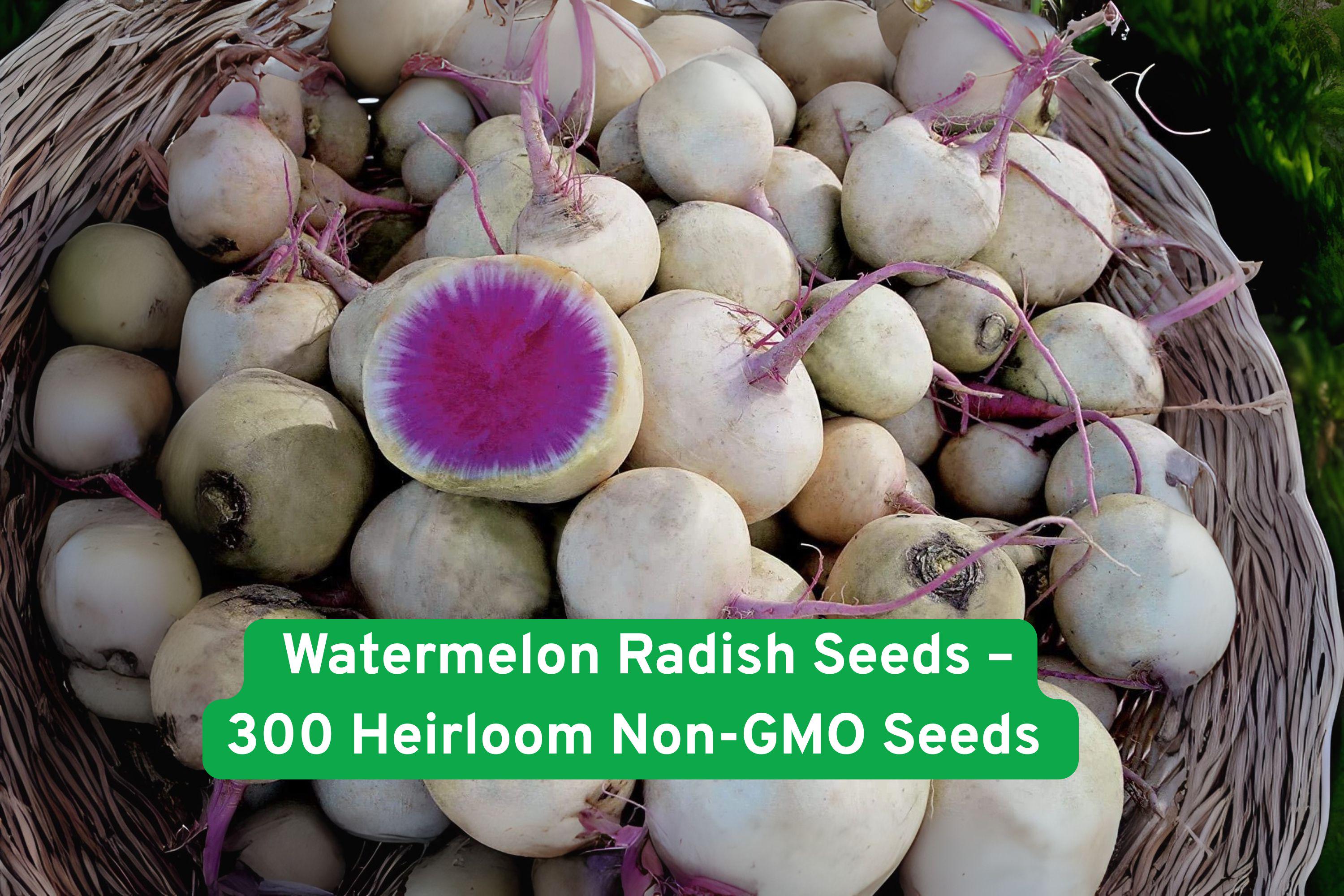 Watermelon Radish Seeds, Heirloom Non-GMO, 300 Seeds, Raphanus sativus, Pink Center, Crisp Flavor, Easy to Grow