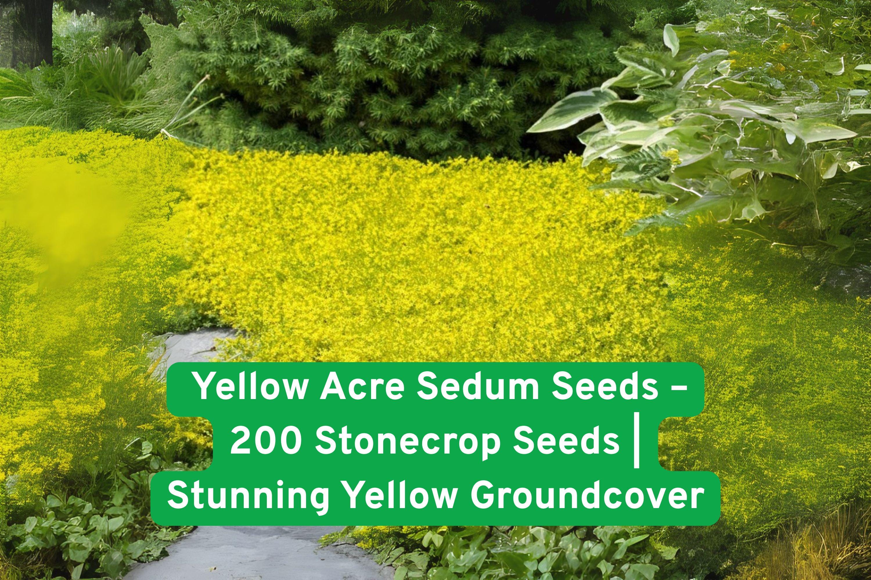Yellow Acre Sedum Seeds – Drought-Tolerant Groundcover, Bright Yellow Blooms, Sedum acre, 200 Non-GMO Seeds