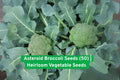 Asteroid Broccoli Seeds 50 Pack - Heat Tolerant Heirloom Vegetable for Bunching & Crown Cuts - Non-GMO, High Germination, USA Shipped