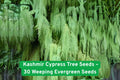 Kashmir Cypress Tree Seeds – Weeping Evergreen, Cupressus cashmeriana, Hardy, Non-GMO, 30 Seeds