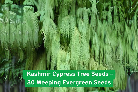 Kashmir Cypress Tree Seeds – Weeping Evergreen, Cupressus cashmeriana, Hardy, Non-GMO, 30 Seeds