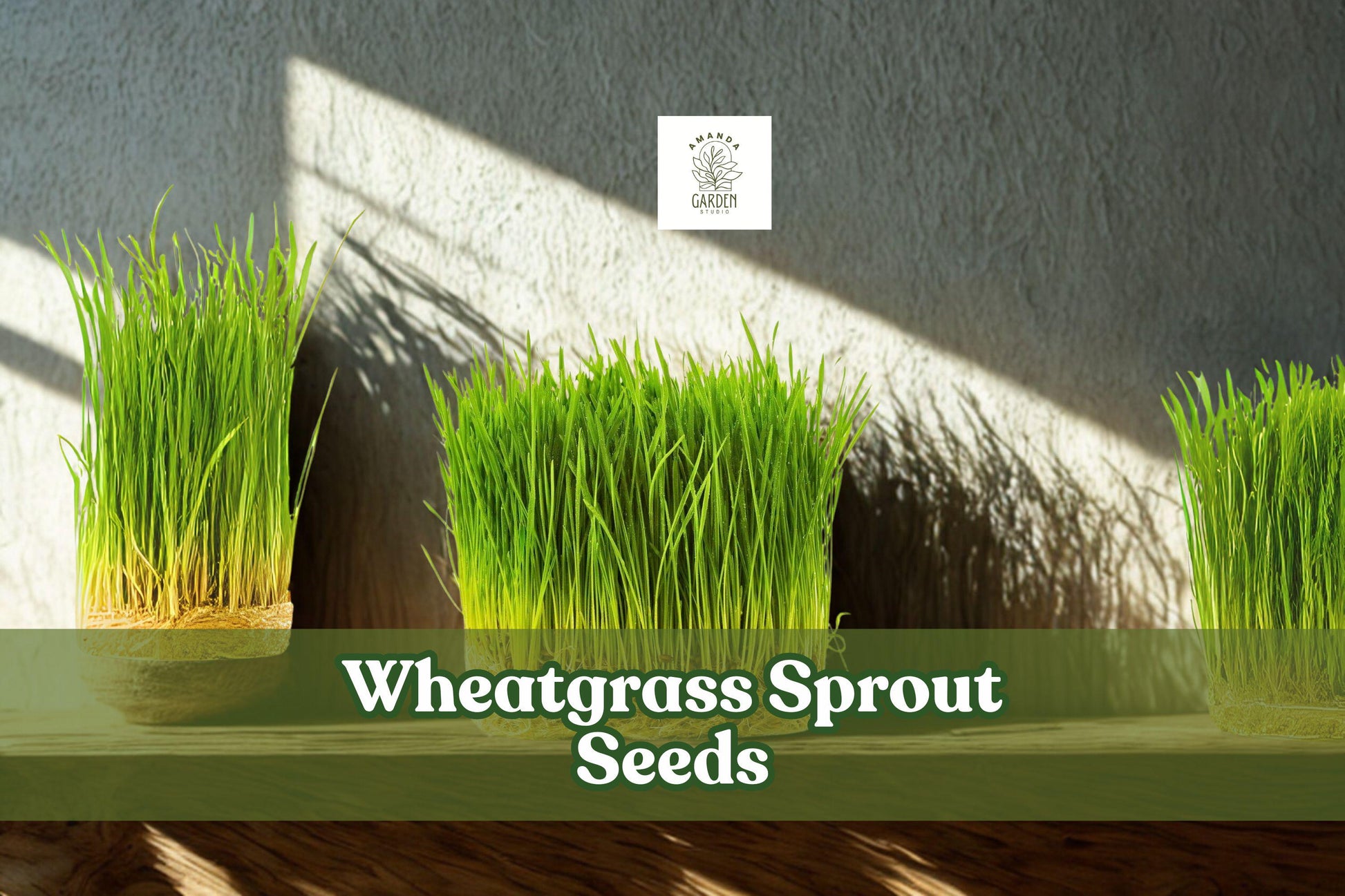 Wheatgrass Sprout Seeds - Non-GMO, Easy Grow for Juicing, Smoothies & Pet Grass - Triticum aestivum, 500 Seeds