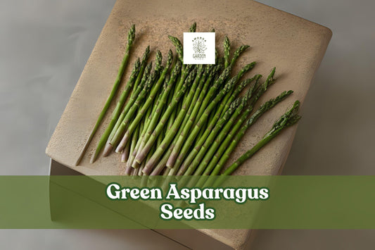 Green Asparagus Seeds – Non-GMO Heirloom Vegetable, Perennial Spears, Asparagus officinalis, 150 Seeds for Home Gardens