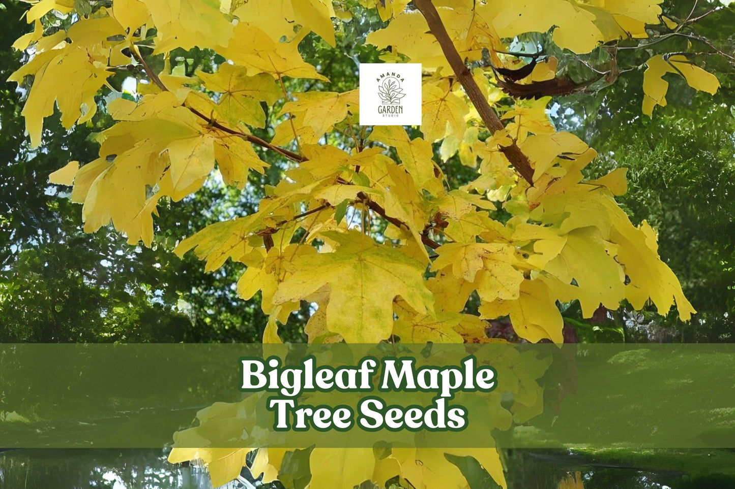 Bigleaf Maple Tree Seeds, Acer macrophyllum, Deciduous Shade Tree, Large Foliage, Fall Color, Ornamental Gardening