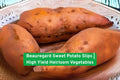 Beauregard Sweet Potato Slips - High Yield Heirloom Garden Plants, Non-GMO, Orange-Fleshed, Easy to Grow, 3 Pack