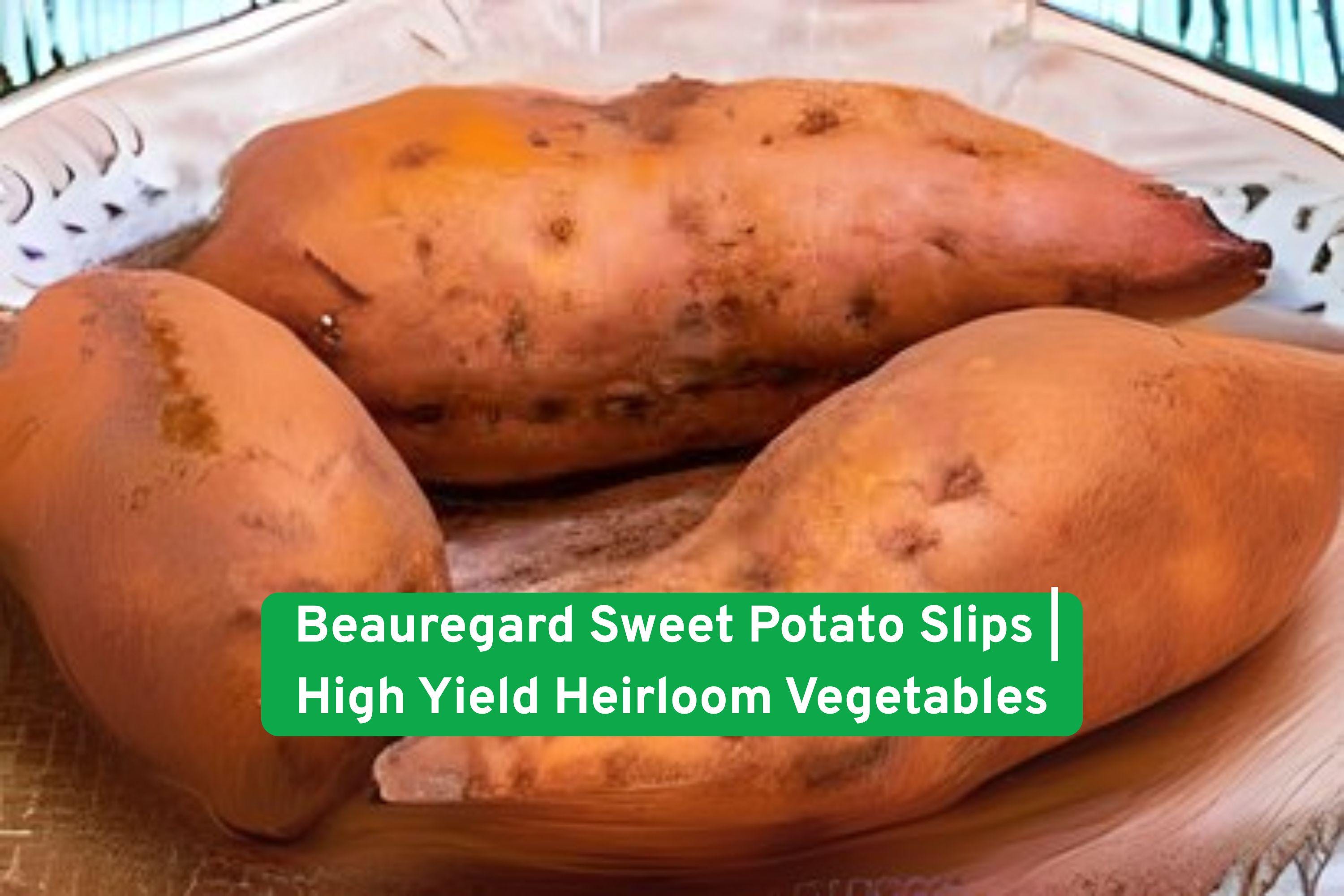 Beauregard Sweet Potato Slips - High Yield Heirloom Garden Plants, Non-GMO, Orange-Fleshed, Easy to Grow, 3 Pack