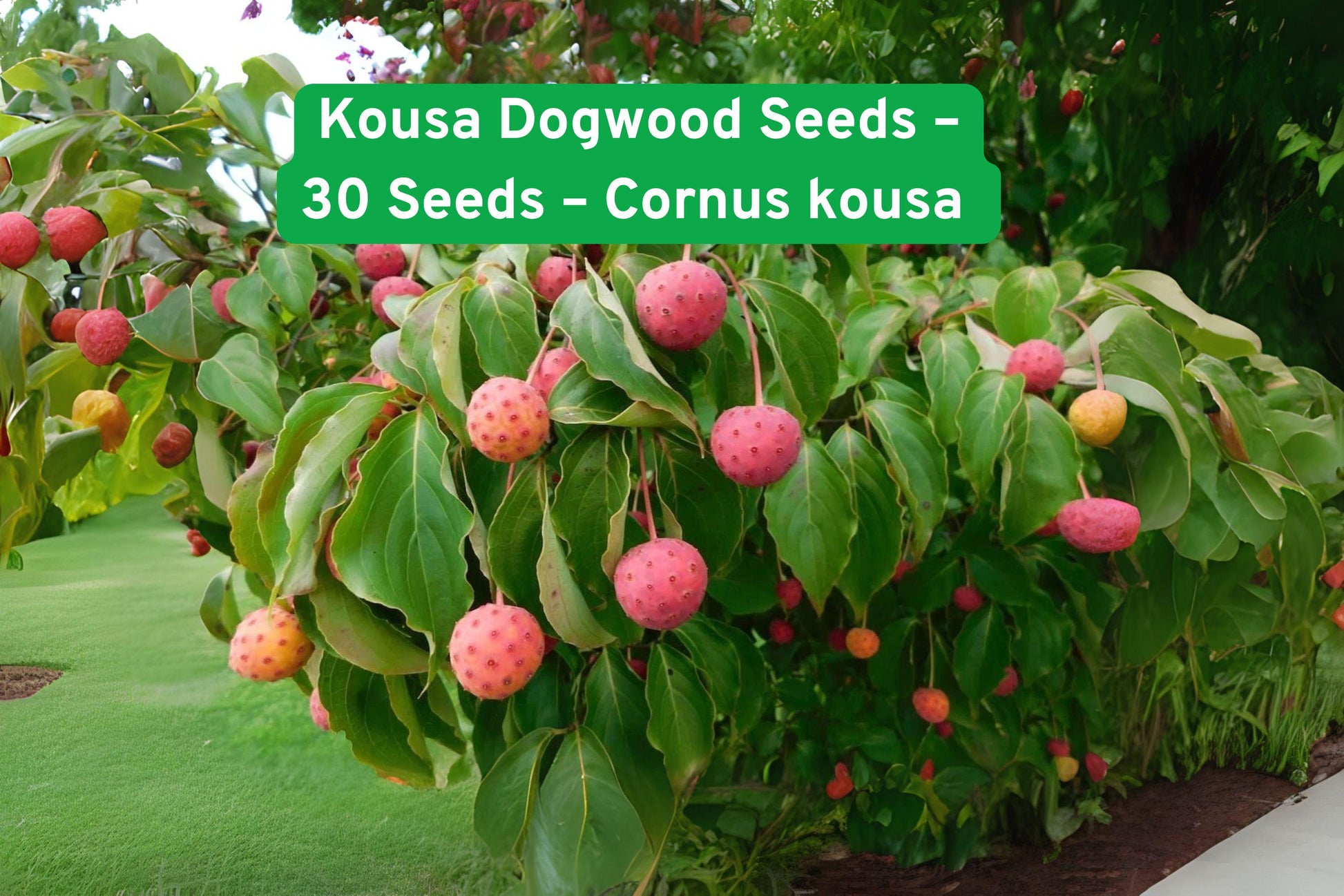 Kousa Dogwood Seeds – Ornamental Tree with Red Stems, White Flowers, Fall Foliage – Cornus kousa, 30 Seeds