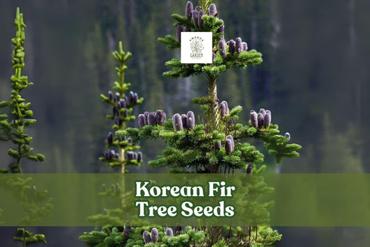Korean Fir Tree Seeds, Abies koreana, Blue Cones, Evergreen Conifer, Ornamental, Bonsai-Ready, 20 Fresh Seeds