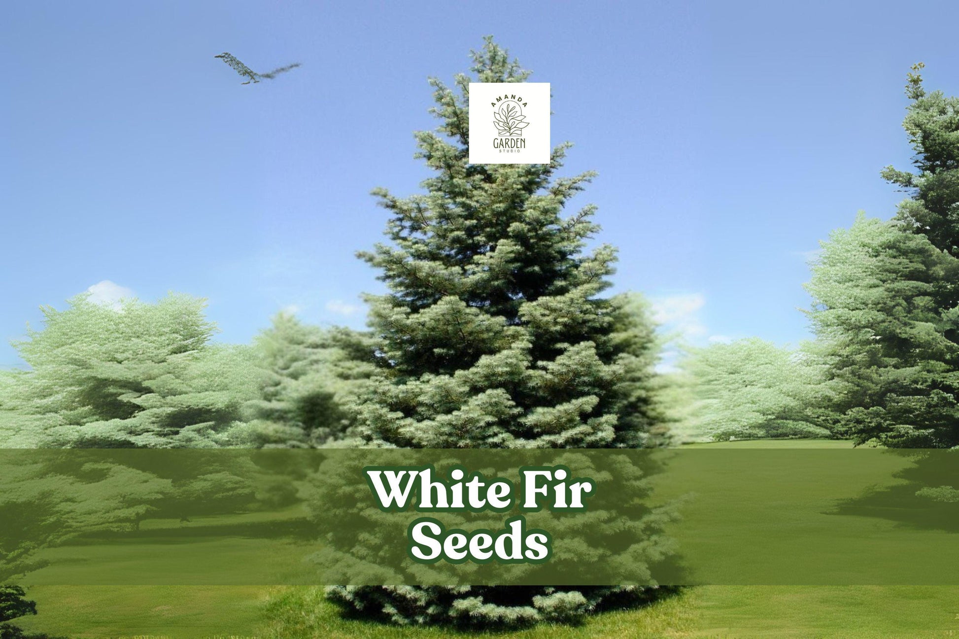 White Fir Tree Seeds, Abies concolor, Evergreen Bonsai Seeds, Silvery-Blue Needles, Cold Hardy, Landscape & Windbreak