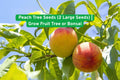 Peach Tree Seeds, Heirloom Non-GMO, Fruit or Bonsai, Prunus persica, 2 Fresh Seeds for Planting