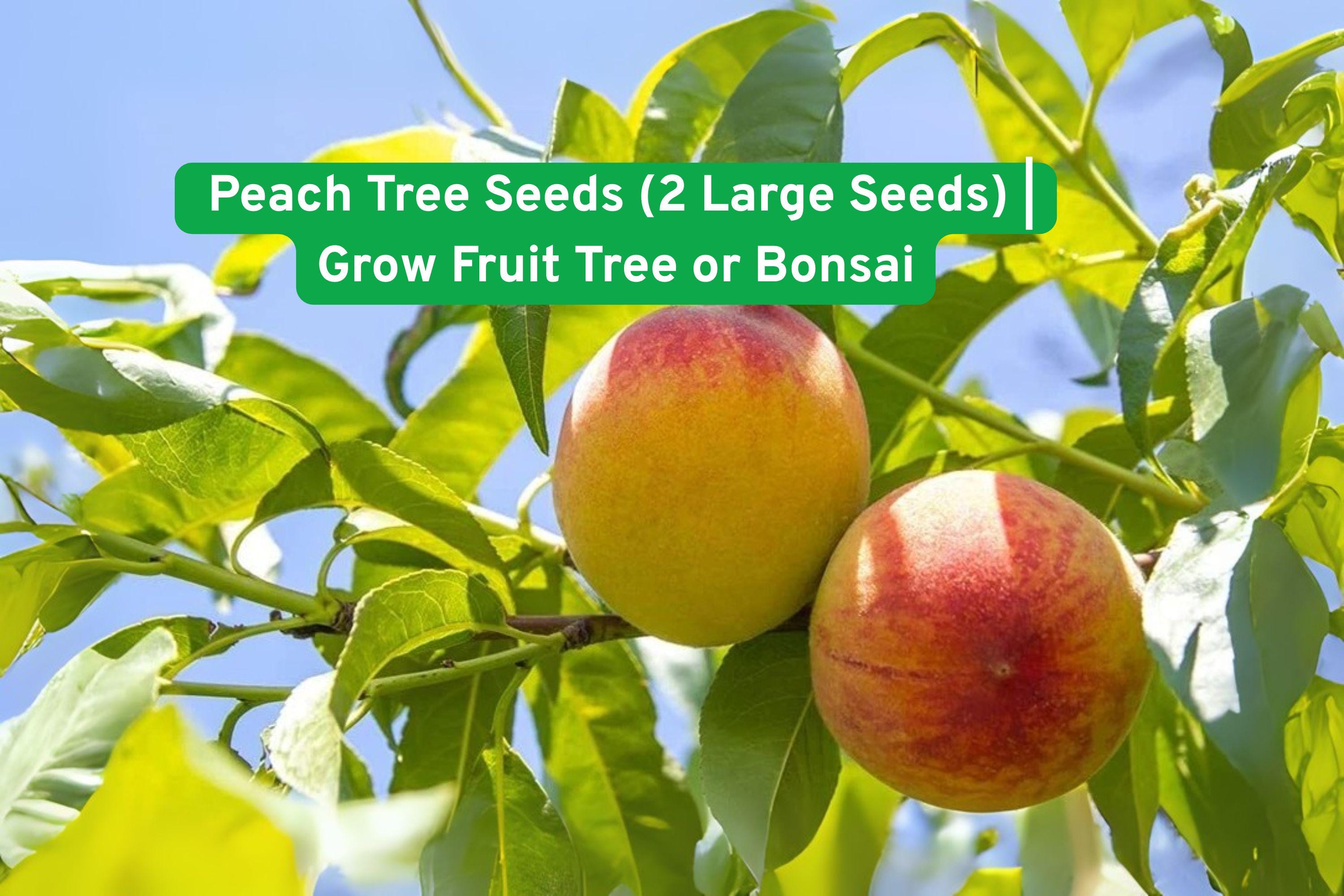 Peach Tree Seeds, Heirloom Non-GMO, Fruit or Bonsai, Prunus persica, 2 Fresh Seeds for Planting