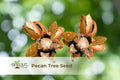 Pecan Tree Seedlings Set of 2 | Live Carya illinoinensis Nut Trees for Garden, Orchard, Landscaping