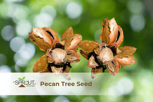 Pecan Tree Seedlings Set of 2 | Live Carya illinoinensis Nut Trees for Garden, Orchard, Landscaping
