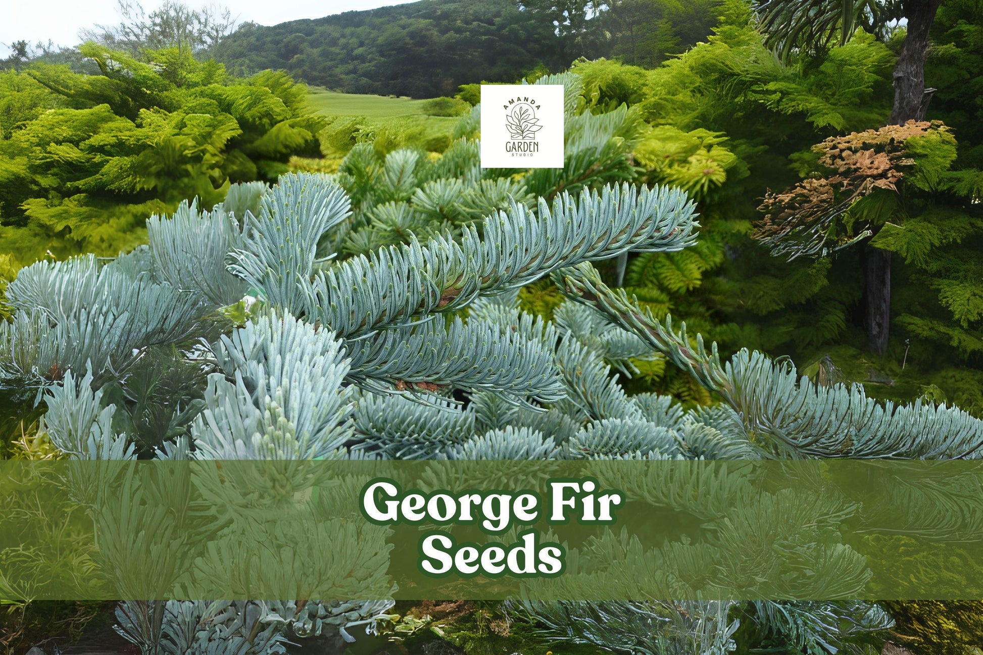 George Fir Seeds - Rare Evergreen Conifer Abies forrestii georgei, Green-Blue Needles, Cold Hardy, Bonsai & Landscape Plant