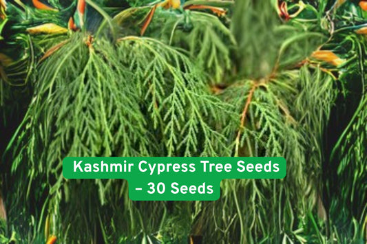 Kashmir Cypress Tree Seeds, Weeping Evergreen, Bonsai Potential, Cupressus cashmeriana, 30 Seeds