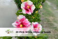 Pink & White Hibiscus Seeds – Tropical Flowering Plant for Garden Borders & Containers – Hibiscus spp.